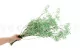Preserved Gypsophila Seafoam Green 4