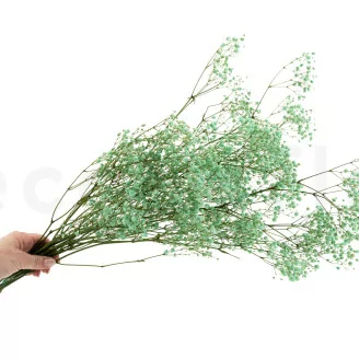 Preserved Gypsophila Seafoam Green