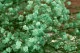 Gypsophile stabilis&eacute; Vert D'eau 2