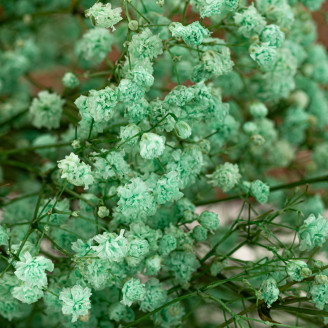 Gypsophila Stabilized - Pastel Turquoise