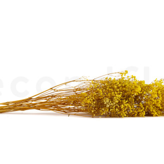 Gipsofila Preservada - Amarillo