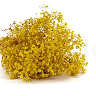Gipsofila Preservada - Amarillo