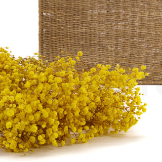 Gipsofila Preservada - Amarillo
