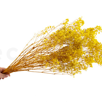 Gypsophila Stabilizzata - Giallo