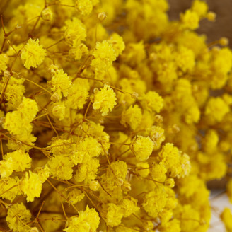 Gypsophila Stabilized - Yellow