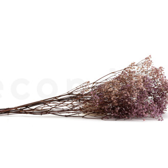 Gypsophila Stabilized - Lavender