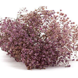 Gypsophila Stabilizzata - Lavanda
