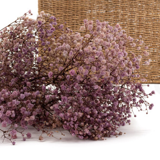 Gypsophila Stabilized - Lavender