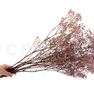 Gypsophila Stabilized - Lavender