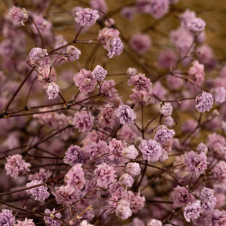 Gypsophile Stabilisé - Lavande