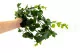 Artificial Eucalyptus Garland 2