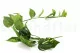 Chute de Pothos artificielle 4