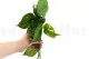 Pothos artificiale Ricadente 3