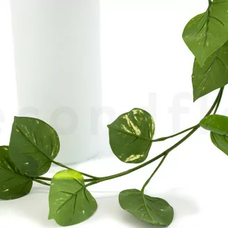 Pothos artificiale Ricadente