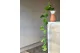 Artificial Hanging Pothos 7