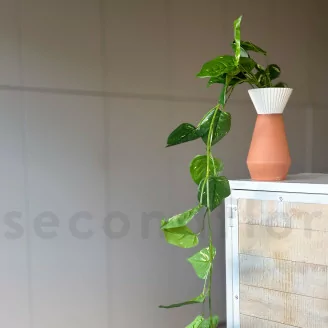 K&uuml;nstlicher H&auml;ngepothos