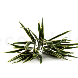 Feuerbest&auml;ndiger K&uuml;nstlicher Chlorophytum - Gr&uuml;n