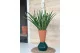 Chlorophytum artificiale - Ignifugo 5