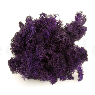 Liquen preservado - Creabox - Morado