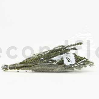 Protea Dragon stabilisé - Bouquet - Vert