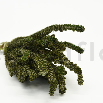 Protea Dragon stabilizzato - Mazzo - Verde