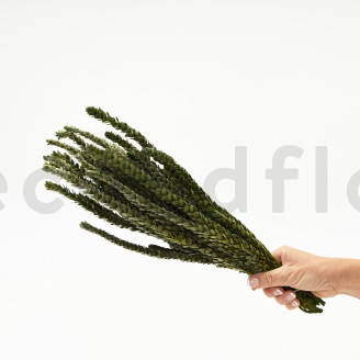 Protea Dragon stabilizzato - Mazzo - Verde