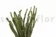 Protea Dragon stabilis&eacute; 7