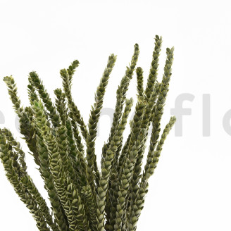 Preserved Protea Dragon - Bouquet - Green