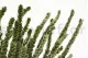 Protea Dragon stabilizzata 5