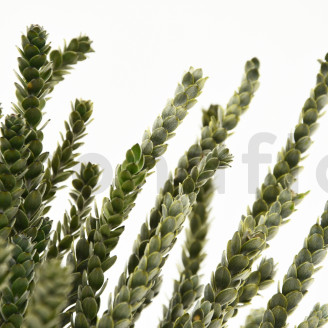 Protea Dragon Preservada - Ramo - Verde