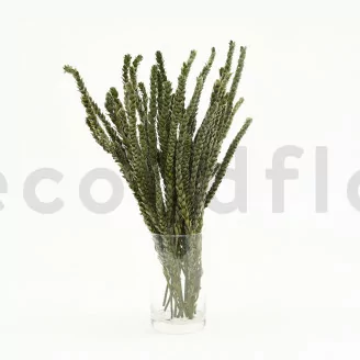 Preserved Protea Dragon