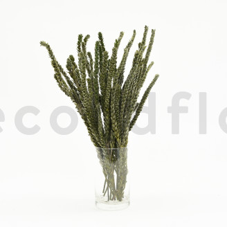 Protea Dragon Preservada - Ramo - Verde