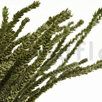 Protea Dragon stabilizzata