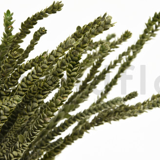 Stabilisierte Protea Dragon - Strauß - Grün