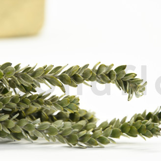 Preserved Protea Dragon - Bouquet - Green