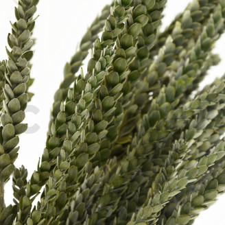 Protea Dragon stabilisé - Bouquet - Vert