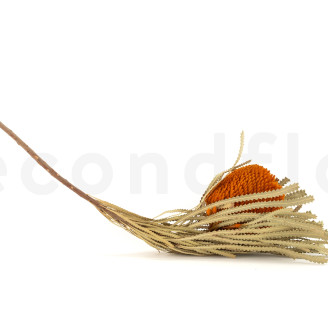 Dried Banksia Hookeriana - 1 Stem - Orange