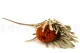 Getrocknete Banksia hookeriana Orange 7