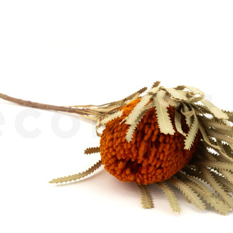 Dried Banksia Hookeriana - 1 Stem - Orange