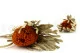 Dried Banksia Hookeriana Orange 8