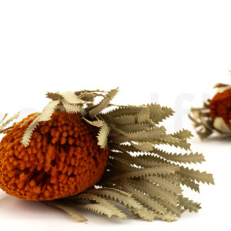 Getrocknet Banksia Hookeriana - 1 Stiel - Orange