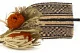 Banksia Hookeriana essiccato Arancione 5
