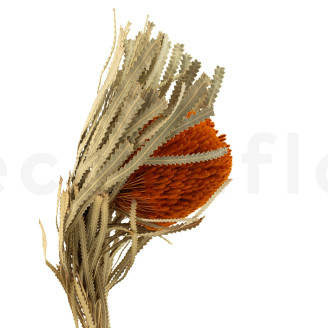 Banksia Hookeriana seco - 1 Tallo - Naranja