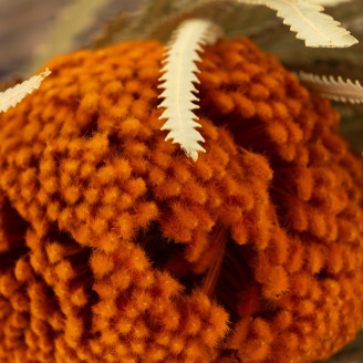 Banksia Hookeriana seco - 1 Tallo - Naranja