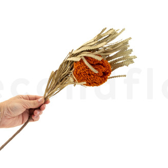 Dried Banksia Hookeriana - 1 Stem - Orange