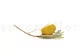 Banksia Hookeriana seco Amarillo 9