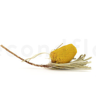 Banksia Hookeriana seco - 1 Tallo - Amarillo