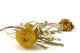 Dried Banksia Hookeriana Yellow 7