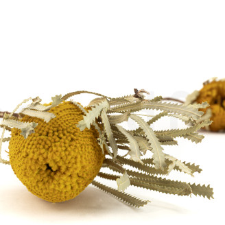 Getrocknete Banksia Hookeriana - 1 Stiel - Gelb