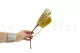 Banksia Hookeriana essiccato Giallo 6